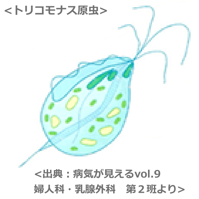 トリコモナス症について